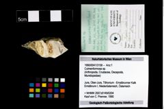 Foto (Objekt + Etikett) von Culmenformosa sp.  (NHMW-GEO-1990-0041-3158)